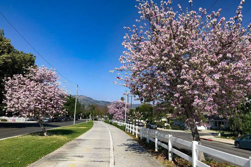 The Chandler Bike Path in Spring with Cherry Trees blossoming.