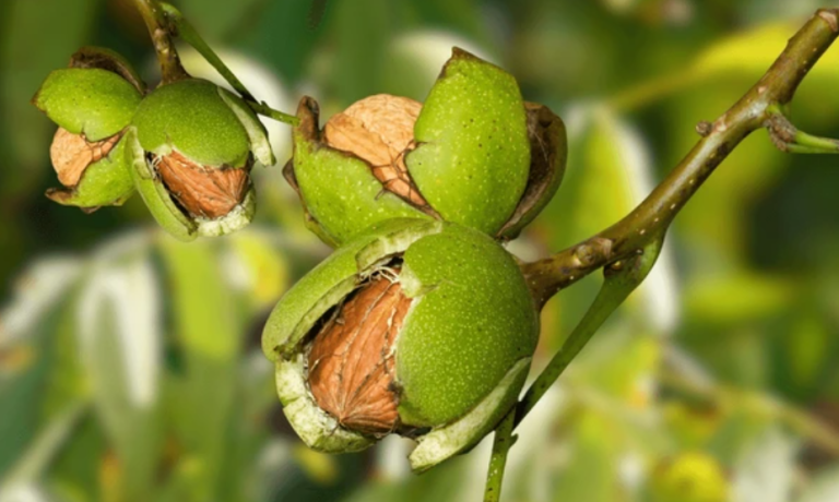 e3a1b1ff-6973-497a-a1cf-e92ebeceda19